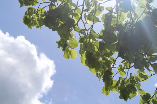 sky  clouds  nature