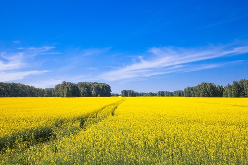 sky  field  flowers