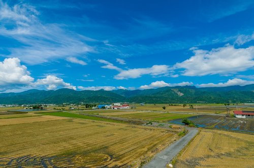 sky  harvesting the rice fields  in rural areas