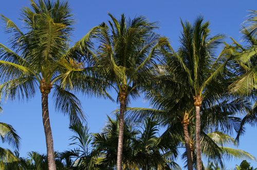 sky palm trees nature