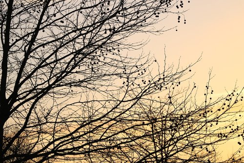 sky  tree  nature