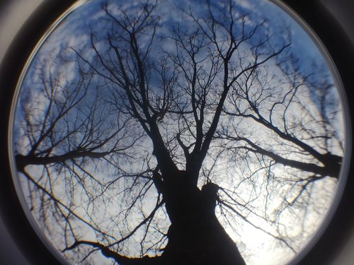 sky  nature  tree