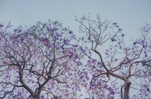 sky  flowers  nature