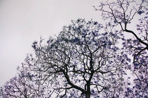 sky  flowers  nature