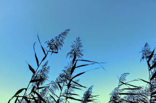 sky  nature  reed