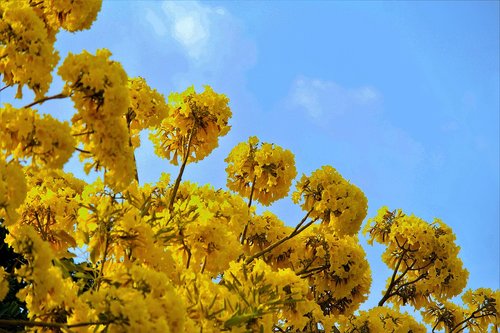 sky  yellow flowers  autumn