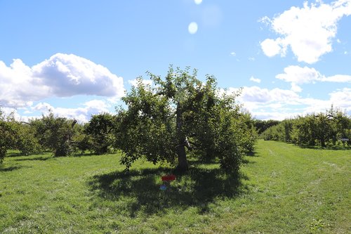 sky  apple  tree