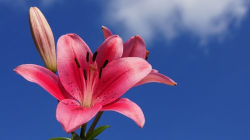 sky  blossom  bloom