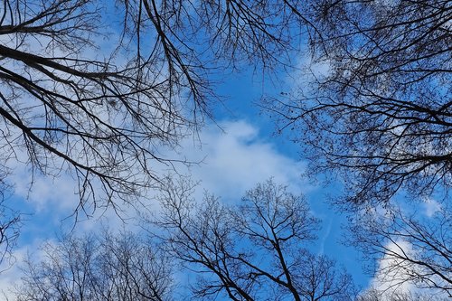sky  trees  nature