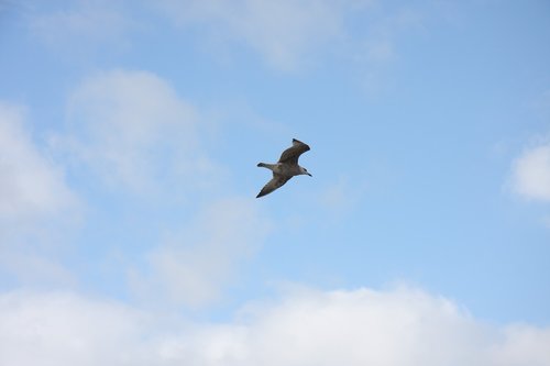 sky  clouds  seagull
