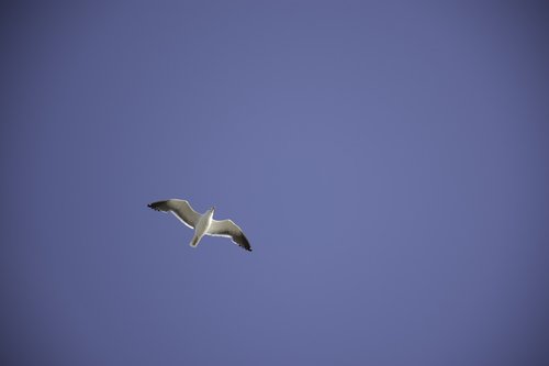 sky  seagull  animals