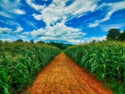 sky  clouds  corn