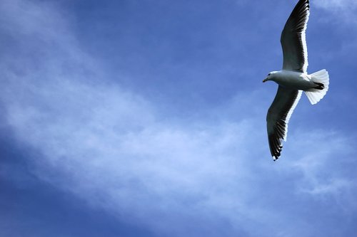 sky  seagull  animal
