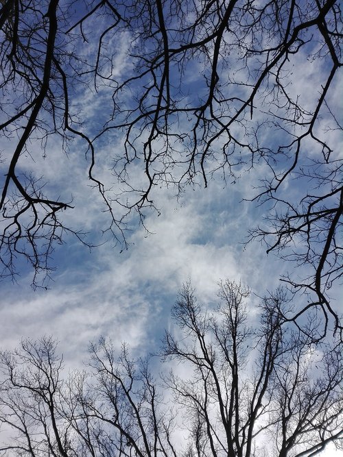 sky  tree  blue