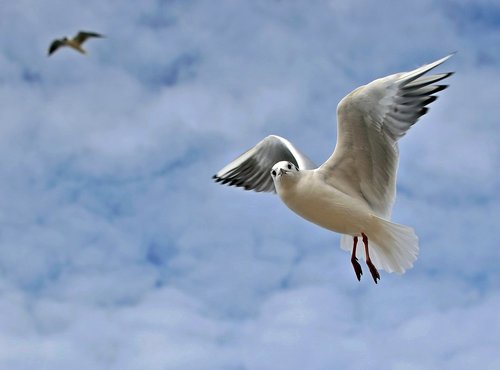 sky  bird  flight