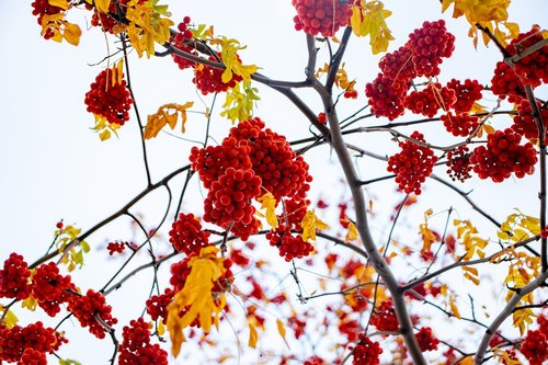 sky  berries  red