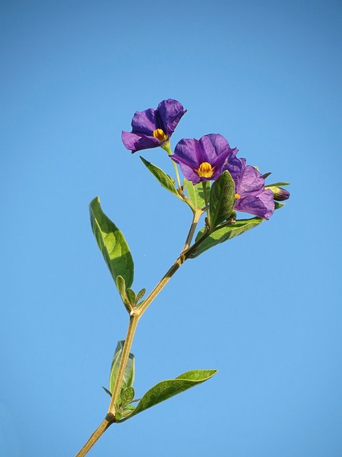 sky  flowers  blue