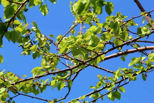 sky  blue  leaves