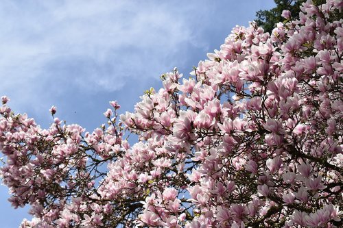 sky  flowers  tree