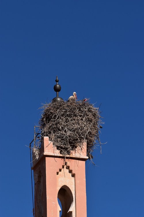 sky  stork  nest