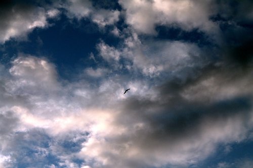 sky  clouds  a bird in the sky
