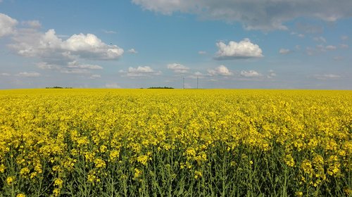 sky  rapeseed  landscape