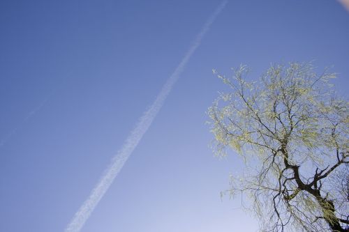 sky contrail tree