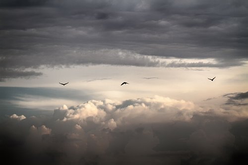 sky  bird  clouds