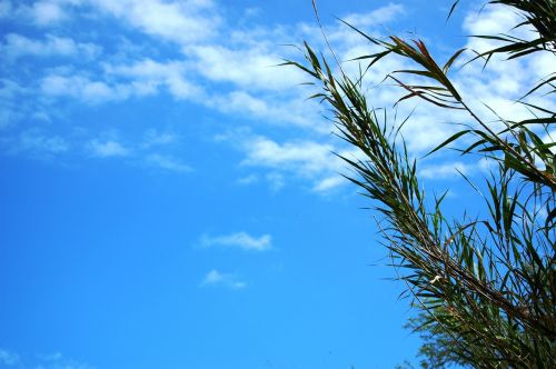 sky plant blue