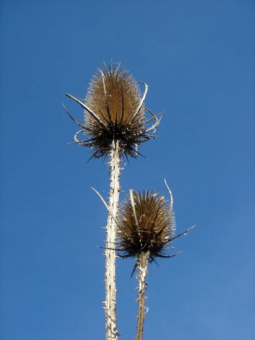 sky blue thistle