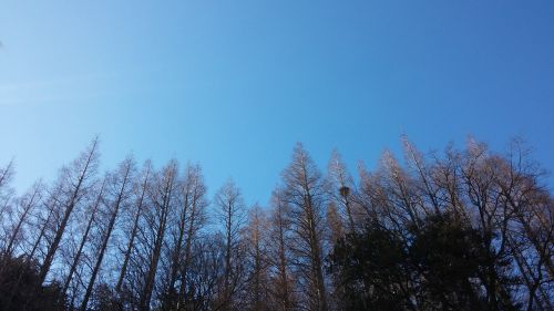 sky wood forest