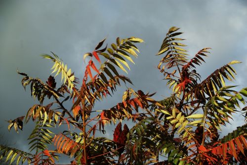 sky leaves red