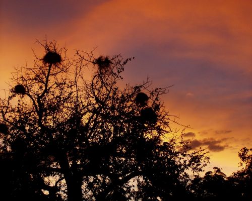 sky nests tree