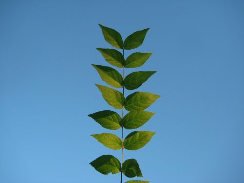 sky leaves tree