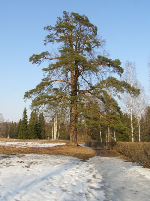 sky park trees