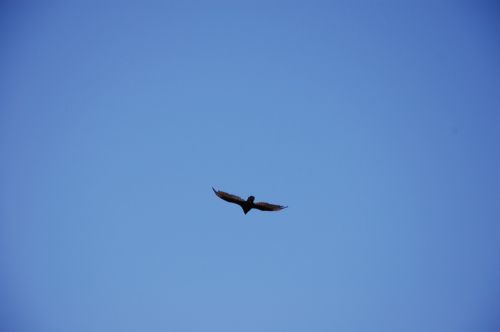 sky vulture scavenger