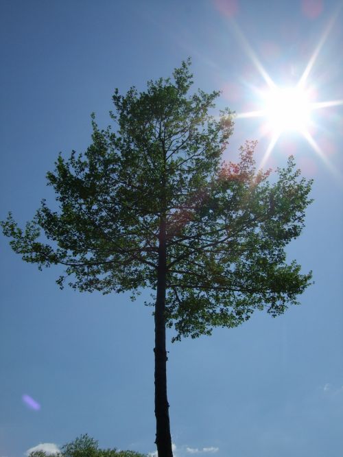 sky sun tree