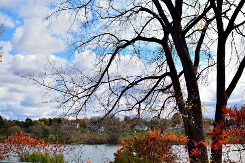 sky nature tree