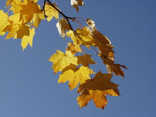 sky sun maple branch