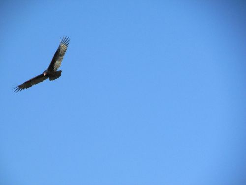 sky buzzard bird