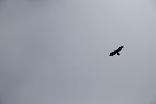 sky eagle black and white