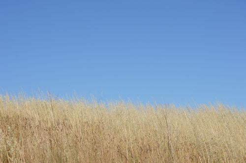 sky blue grass