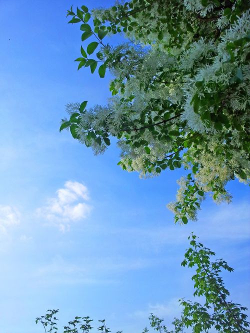 sky flowers white flower