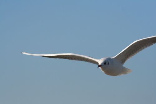 sky gull bird