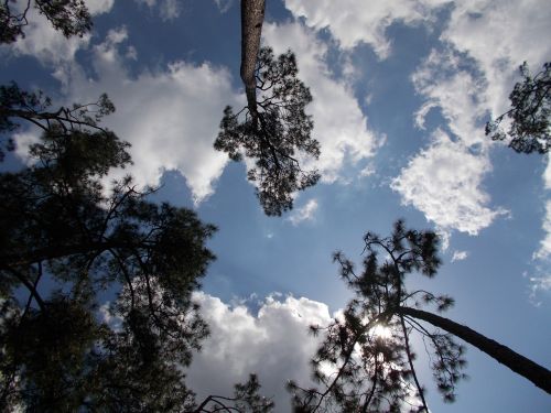 sky pine trees trees