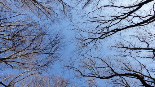sky trees branch