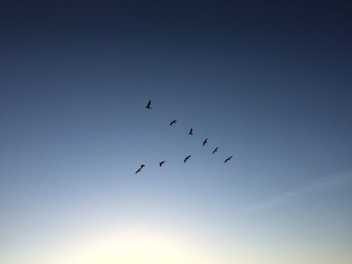 sky birds formation