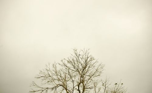 sky tree twigs