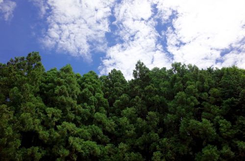 sky forest wood