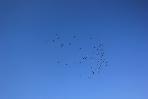 sky birds fly